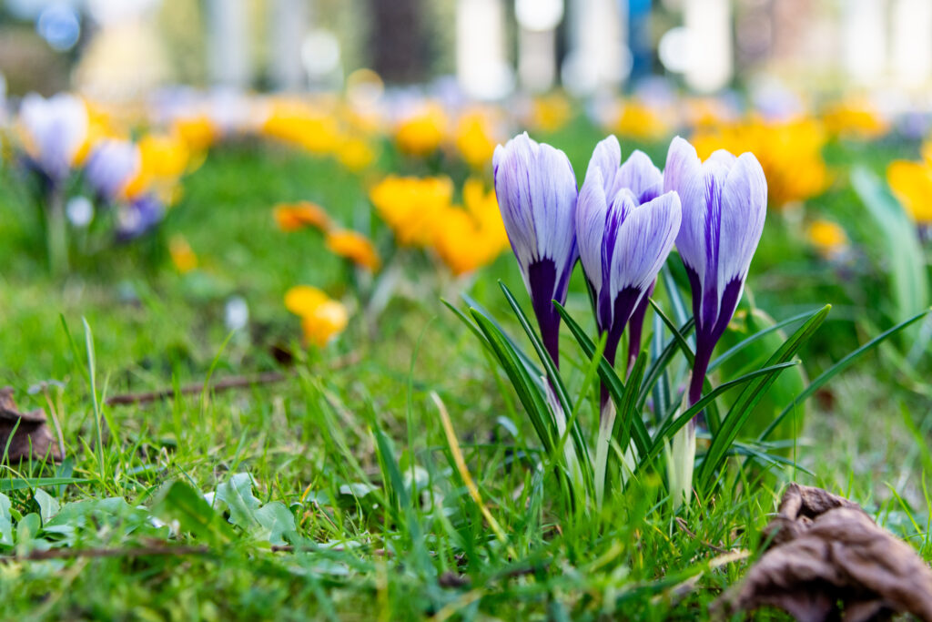 Flowers in Wrocław